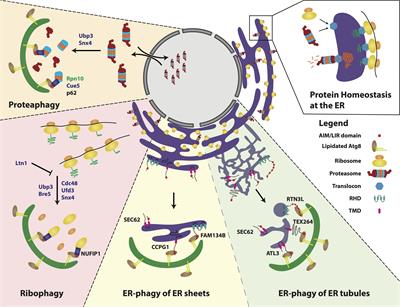 Selective Autophagy of the Protein Homeostasis Machinery: Ribophagy, Proteaphagy and ER-Phagy